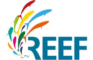 logo-reef